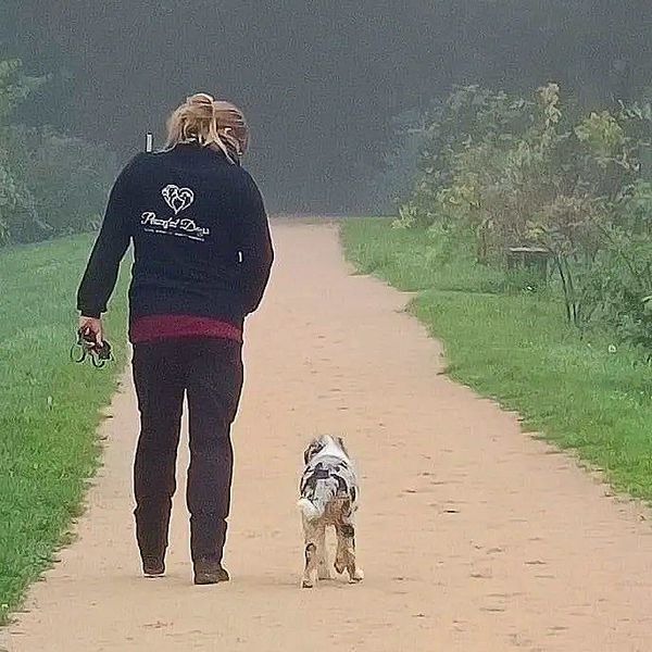 Hundeschule Bad Kissingen Mobile Hundeschule Hundetrainer in meiner Nähe Hundeausbildung Hundesport