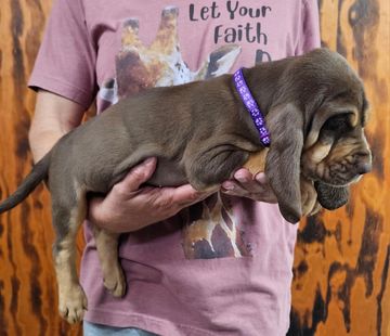 Person holding a brown puppy wearing a purple collar.