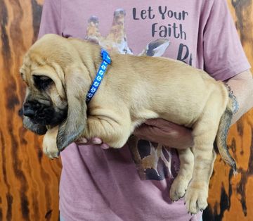 A person holding a bloodhound puppy.