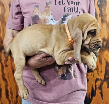 A person holding a brown puppy in their hands.