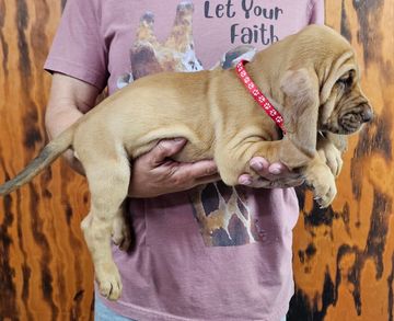 Person holding a brown puppy with a red collar.