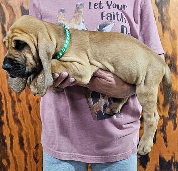 A person holding a sleepy bloodhound puppy with a green collar.