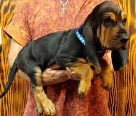 Copper Creek Bloodhounds - Bloodhound Puppies