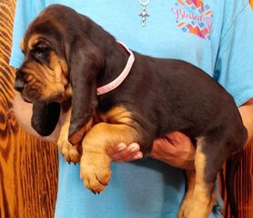 Copper Creek Bloodhounds - Bloodhound Puppies