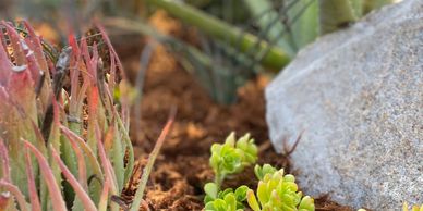 Succulent bed for airbnb in Encinitas, CA