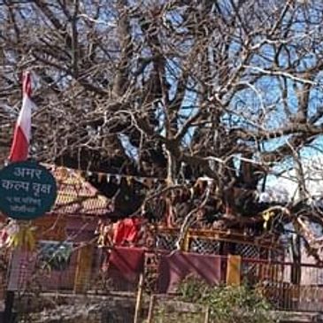 Kalpriksh tree