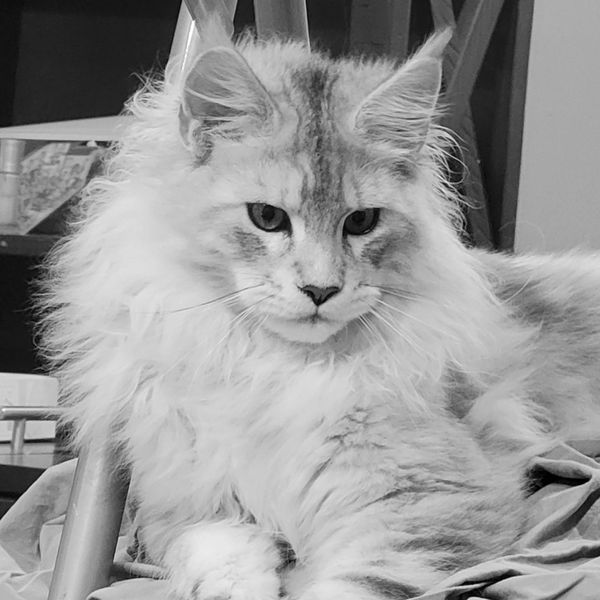 OSCAR
