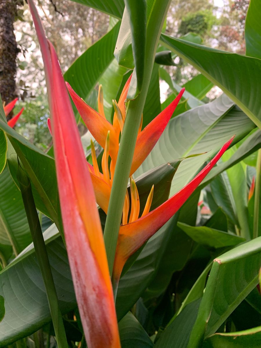 Tropics Fleur tropics-fleur