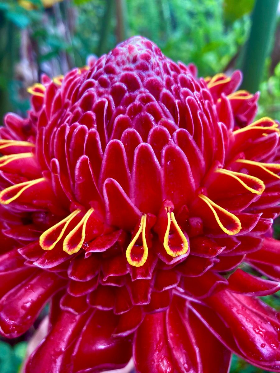 Red Torch Ginger