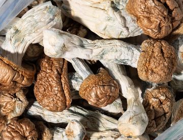 Close-up of dried psychedelic mushrooms with textured caps.