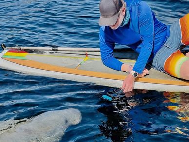 AWA Kayak Tours Manatee Encounter