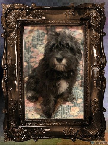 Older Schnese puppy showing off his hairdo. I went home!