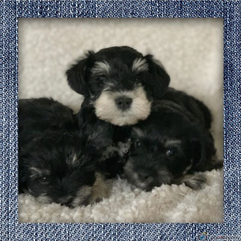 Mini Schnauzer litter