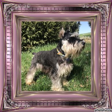 Xander champion mini schnauzer sire