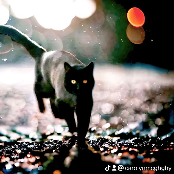 Original photo of my black cat Hannah trotting through a puddle. Combined with water graphic design.