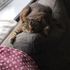 Tabby cat on the back of a grey sofa cushion, spreadeagled with paws out front looking at the camera