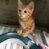 Cute ginger tabby kitten looking the left with alert ears and long whiskers