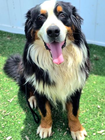 Bernese puppy for sale near me