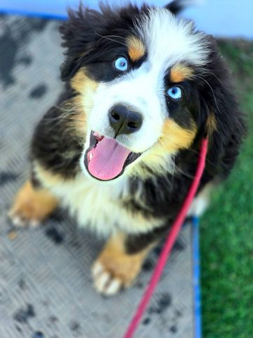 Blue eyed pre-trained Bernese mountain dog puppy