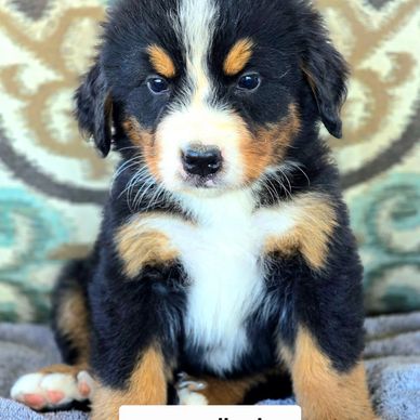 BERNESE male puppy for sale