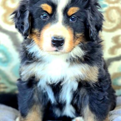 PUPPY