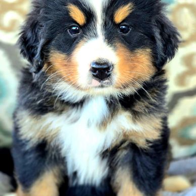Bernese mountain dog puppy
