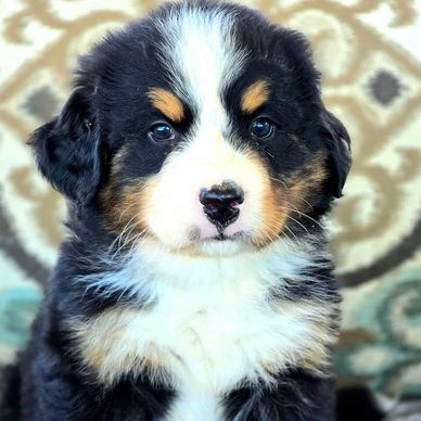 BERNER PUPPY
