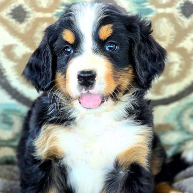 PUPPY