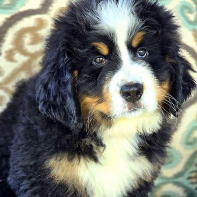 Bernese mountain dog puppy