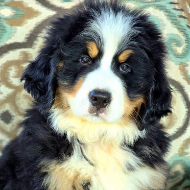 Bernese mountain dog puppy
