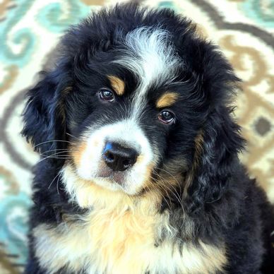 Bernese mountain dog puppy