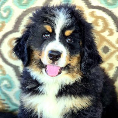 Bernese mountain dog puppy