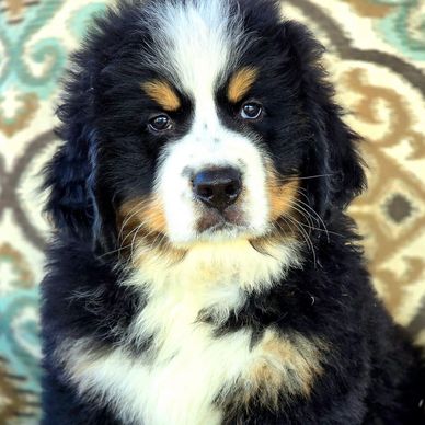 Bernese mountain dog puppy