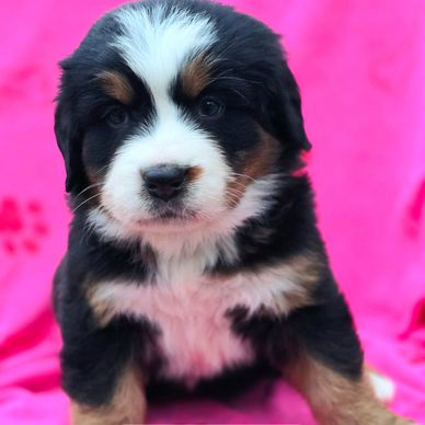 Bernese mountain dog puppy