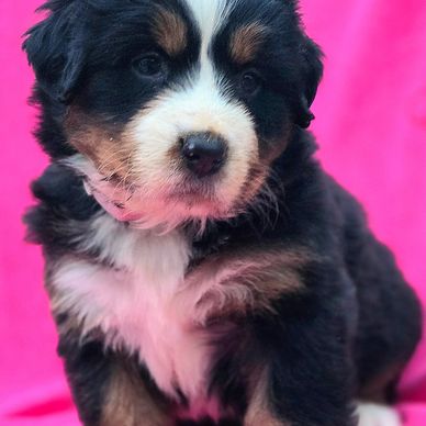 Bernese mountain dog puppy