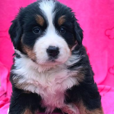 Bernese mountain dog puppy