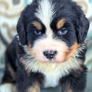 Bernese puppy for sale