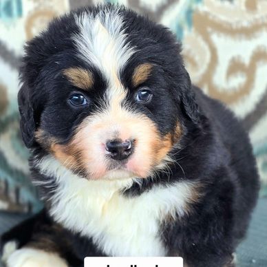 Bernese puppy for sale