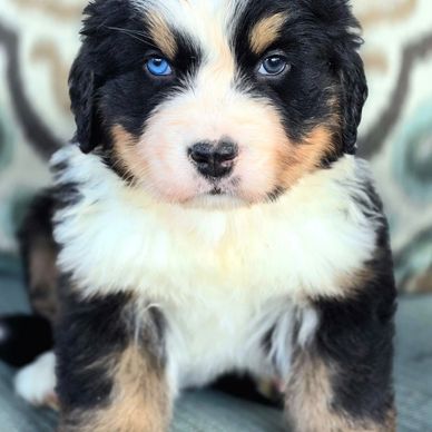Bernese puppy for sale