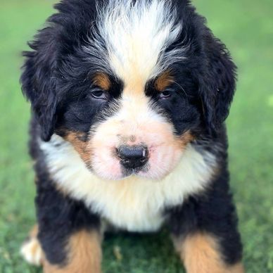 Bernese puppy for sale