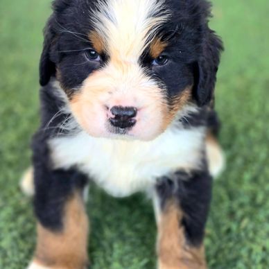 Bernese puppy for sale