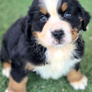 Bernese puppy for sale