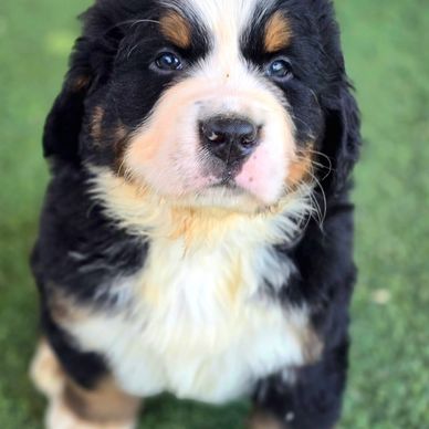 Bernese puppy for sale