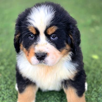 Bernese puppy for sale