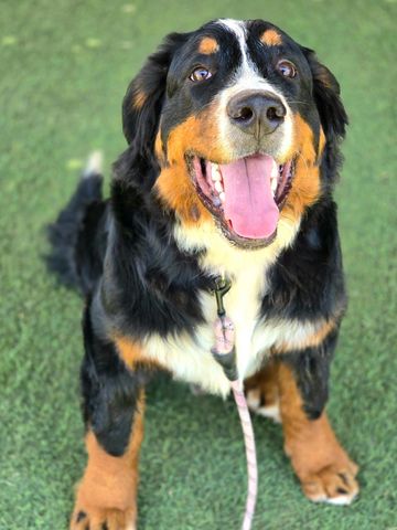Bernese mountain dog puppy