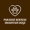 Paradise Bernese Mountain Dogs