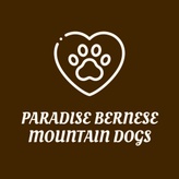Paradise Bernese Mountain Dogs