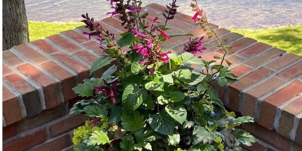 Container Garden