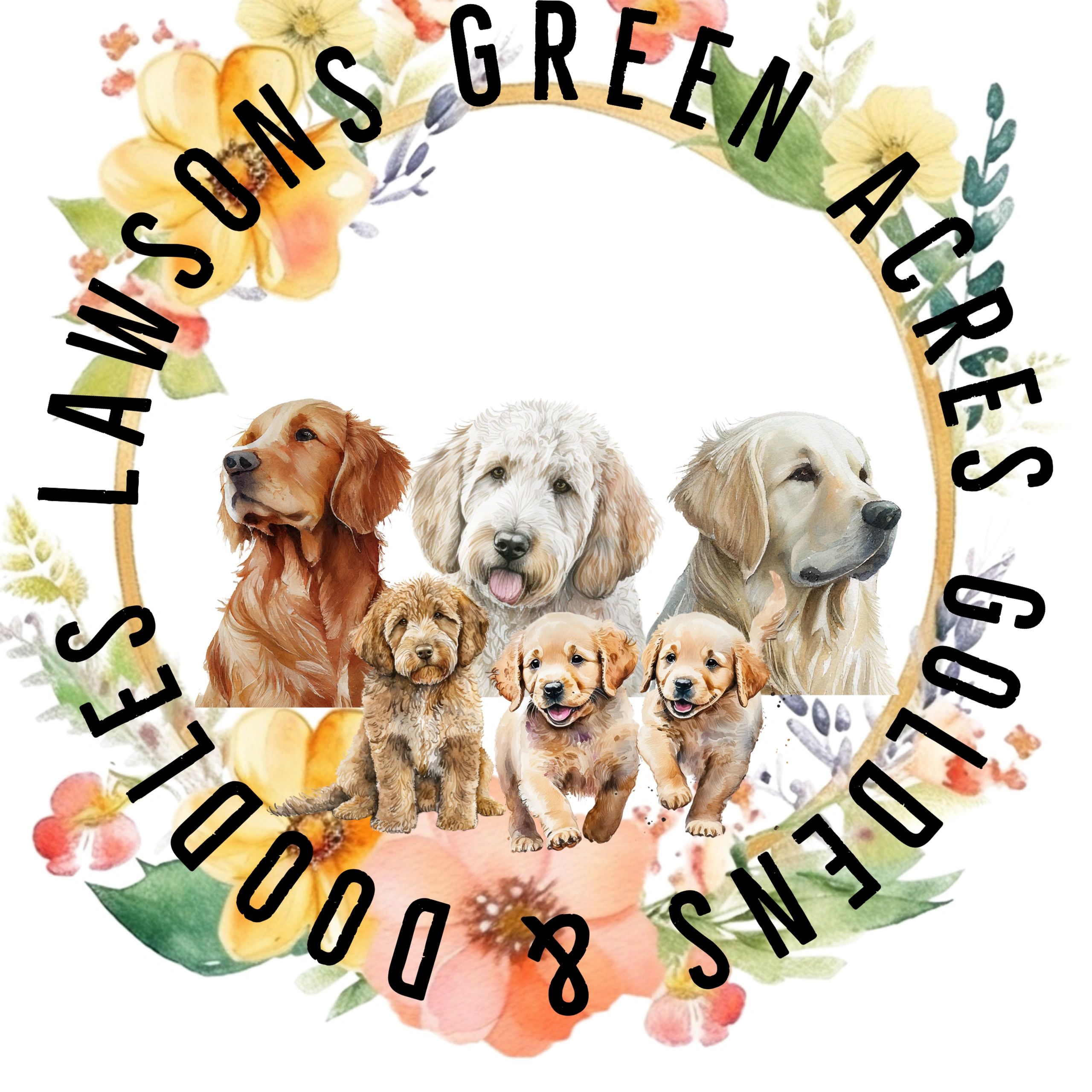 Green acres cheap goldendoodle