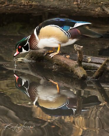 geese, Kathryn Albertson Park, Mallard Ducks, reflections, Wood Ducks